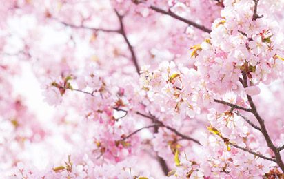 桜の植樹活動